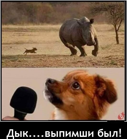 Дык....выпимши был! - АйДаПрикол