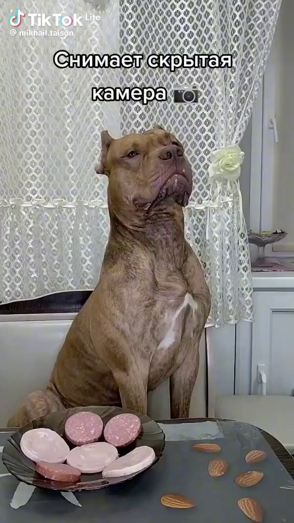 Снимает скрытая камера - АйДаПрикол